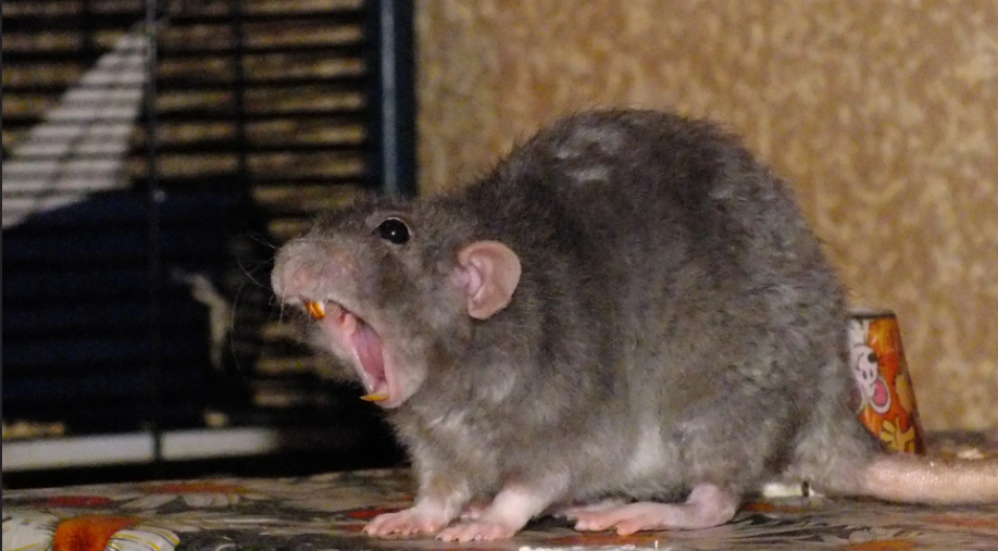 Wadsworth Rodent Specialized Extermination